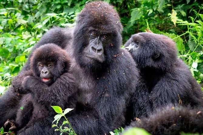 3-Day Gorilla Trekking Bunyonyi Mist Relaxation Safari - Day one: the long road from Entebbe to Bwindi