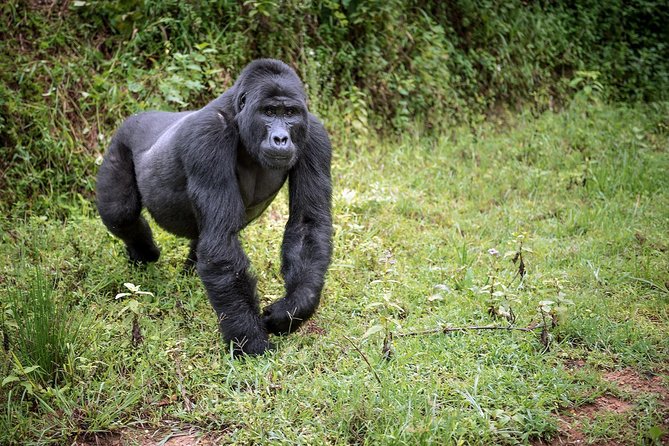 3-Day Gorilla Trekking Bunyonyi Mist Relaxation Safari - The private guide and road experience