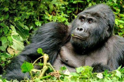 3-Day Gorilla Trekking Bunyonyi Mist Relaxation Safari
