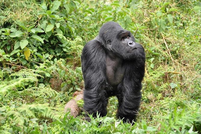 3-Day Gorilla Trekking Bunyonyi Mist Relaxation Safari - Physical demands and what to pack