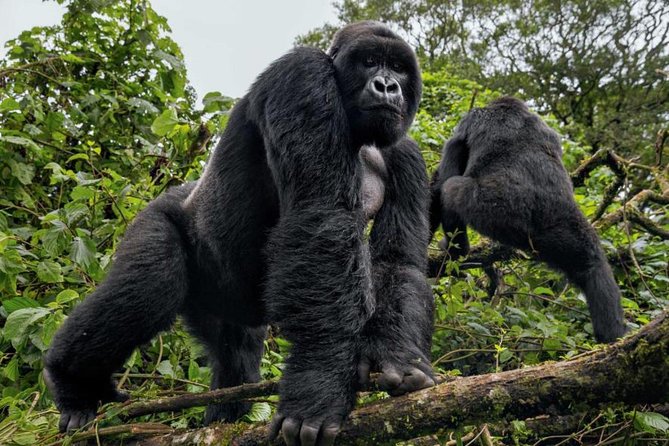 3-Day Gorilla Trekking Bunyonyi Mist Relaxation Safari - Who should book this safari