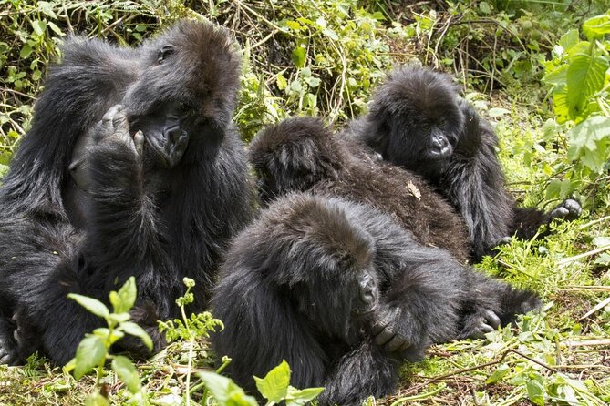 3 days Uganda Gorilla safari tour with relaxation on Lake Bunyonyi - Five things to know before booking