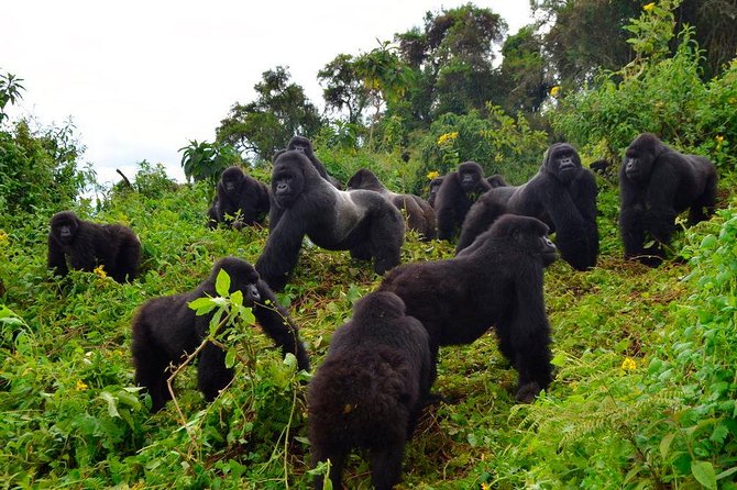 3 days Uganda Gorilla safari tour with relaxation on Lake Bunyonyi - Entebbe to Bwindi: a full day on Uganda’s roads
