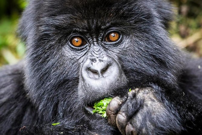 3 days Uganda Gorilla safari tour with relaxation on Lake Bunyonyi - What the $1,676.93 price covers