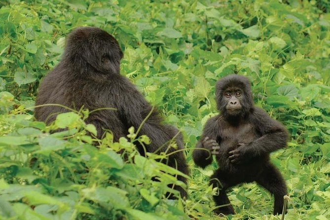 3 days Uganda Gorilla safari tour with relaxation on Lake Bunyonyi - The private format and the guides