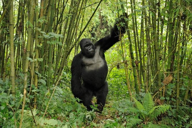 3 days Uganda Gorilla safari tour with relaxation on Lake Bunyonyi - Fitness, timing, and small practical concerns