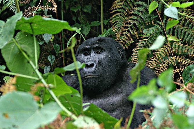 3 days Uganda Gorilla safari tour with relaxation on Lake Bunyonyi - What the Bwindi gorilla trek is really like