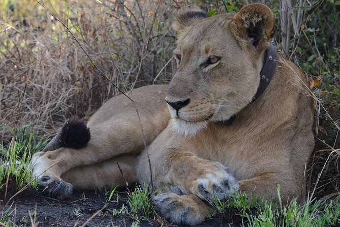 4-Day QENP, Gorillas in Bwindi and Lake Bunyonyi relaxation - Day 2: Queen Elizabeth’s game drive and Kazinga Channel