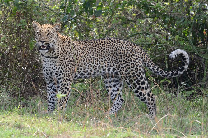 4-Day QENP, Gorillas in Bwindi and Lake Bunyonyi relaxation - Day 4: Lake Mburo wildlife, then back to Kampala