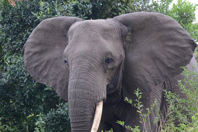 4-Day QENP, Gorillas in Bwindi and Lake Bunyonyi relaxation - Family use, work access, and guide service