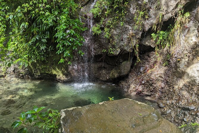 A Day of Relaxation in the Jungle and Waterfalls of Dominica - A guide who makes the forest easier to read