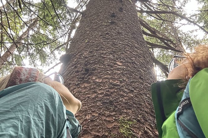 Alaska Nature Immersion: Forest Therapy Tour in Haines, Alaska - Key points at a glance