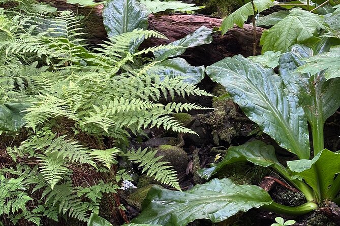 Alaska Nature Immersion: Forest Therapy Tour in Haines, Alaska - Sitting still, meditating, and sharing tea