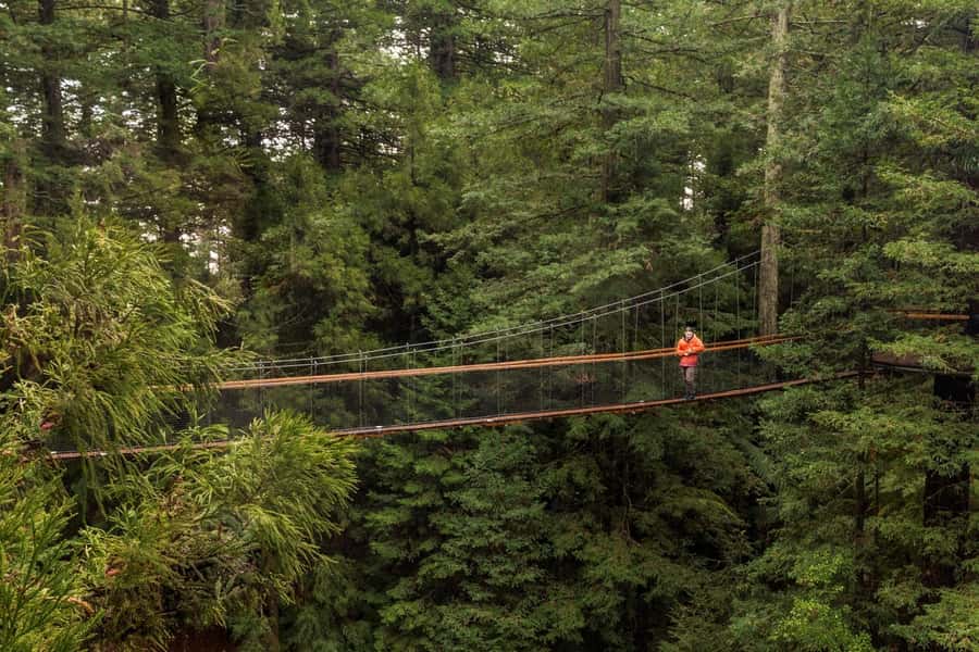 Auckland: Rotorua Highlights with Redwoods Treewalk & Spa - Why this Auckland to Rotorua day trip works