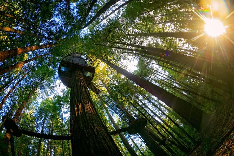 Auckland: Rotorua Highlights with Redwoods Treewalk & Spa - A quick introduction to Rotorua’s city sights