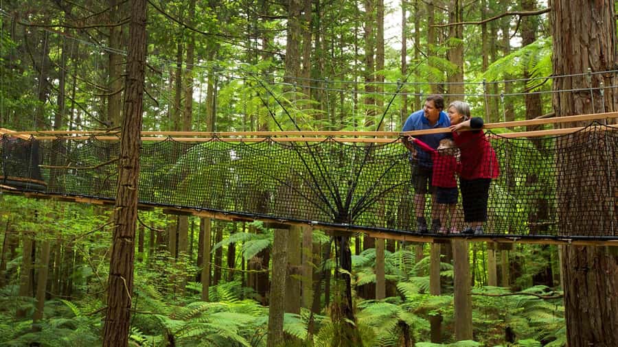 Auckland: Rotorua Highlights with Redwoods Treewalk & Spa - The long return to Auckland