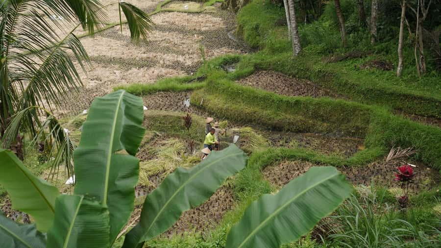 Bali: Sacred Water Temple Ritual and Balinese Healing Spa - The Herbal Jacuzzi and Rice Field Pause