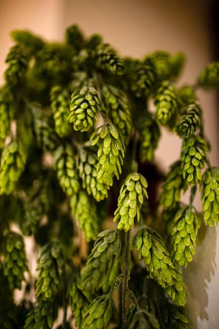 BEER SPA Niedermorschwihr - A short snack stop with Alsatian flavor