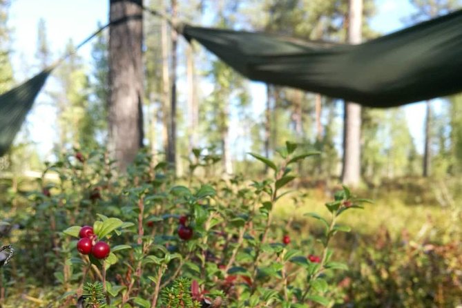Cocooning in the HaliPuu forest: The ultimate Arctic hammock relaxation - Booking details worth knowing before you go