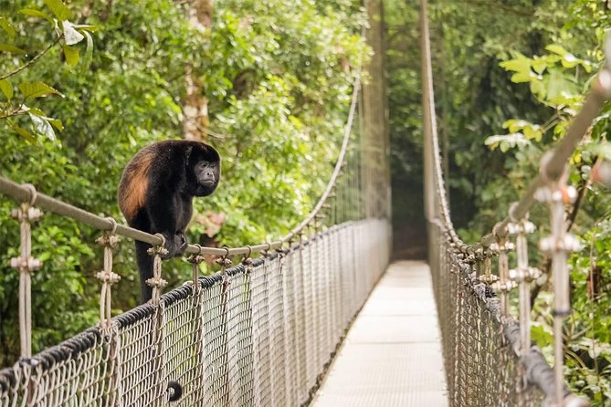 Combo Arenal : Suspension Bridges + Hot Springs + Fortune Falls - Arenal Hanging Bridges, where the forest comes alive