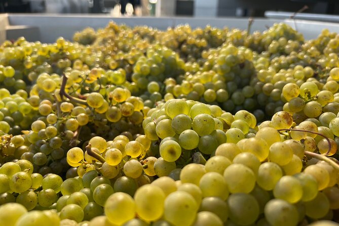 Custom Willamette Valley Wine Tours from The Allison Inn and Spa - Quick takeaways for planning your wine day