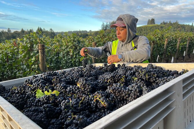 Custom Willamette Valley Wine Tours from The Allison Inn and Spa - Domaine Divio and the French connection