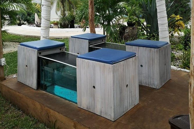 Fish Spa, Beach Break with Lounge Chairs, Umbrellas & Beach Area - What this Cozumel beach break really offers