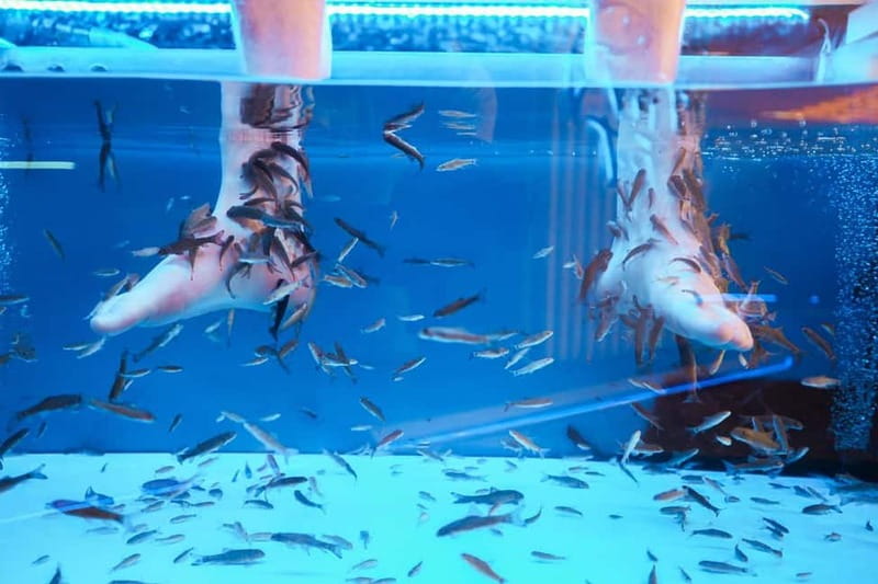 Fish Spa Experience Playa Fañabe - What happens during the 20-minute fish spa