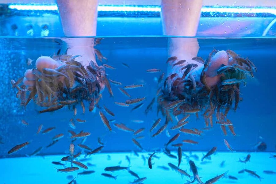 Foot care experience and Fish Spa Playa Fañabé - What happens during the one-hour foot care session