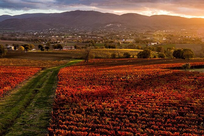 Full day experience | Umbria wine tasting and SPA relax - Three hours at Arnaldo Caprai in Montefalco