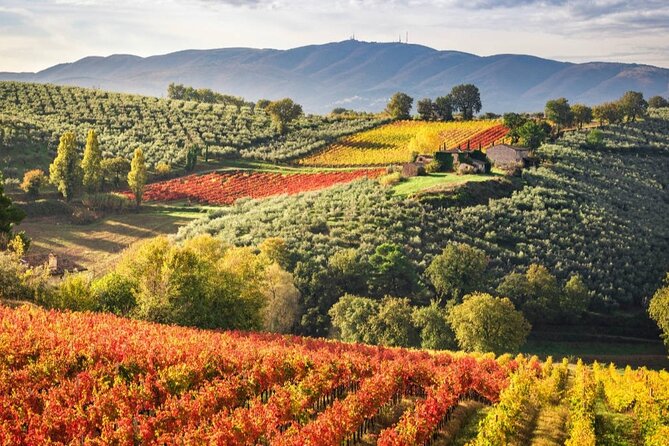 Full day experience | Umbria wine tasting and SPA relax - Who gets the best value