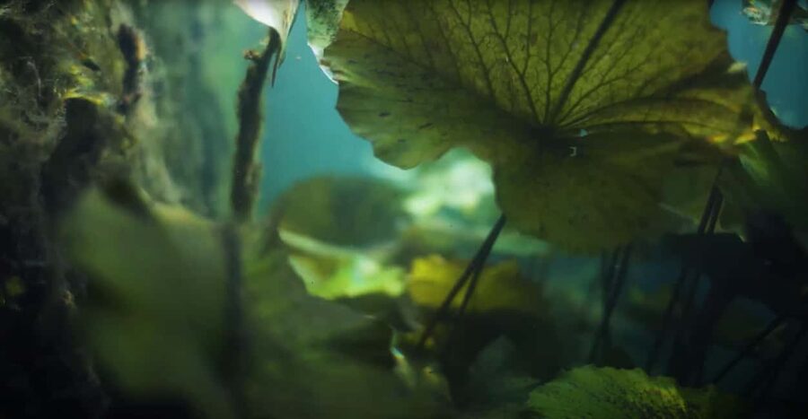 Hévíz Wellness Escape: Thermal Lake Day Trip from Budapest - Key points at a glance