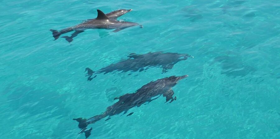 Hurghada: 4 Days Tour Horse, Camel, Spa, ATV, Jeep & Dolphin - Day 1: Two hours on horseback beside the Red Sea