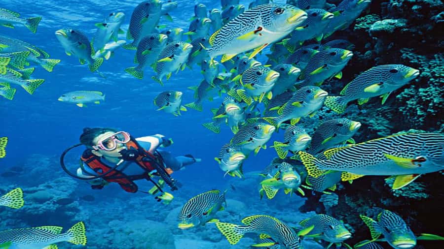 Hurghada:Luxury Diving & Snorkeling inc/Island/Lunch/Massage - What the Hurghada yacht day is really like