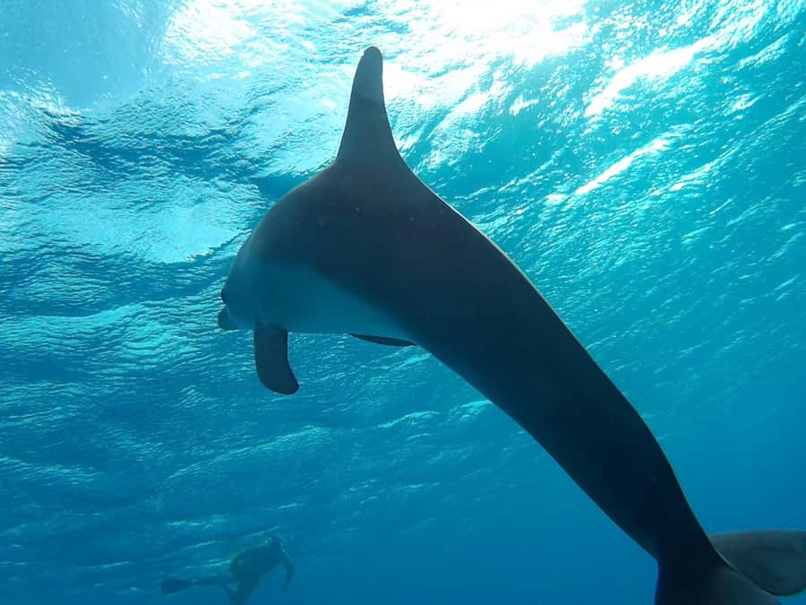 Hurghada: Luxury Orange Bay w/Snorkeling, Massage and Diving - Massage on a moving Red Sea yacht
