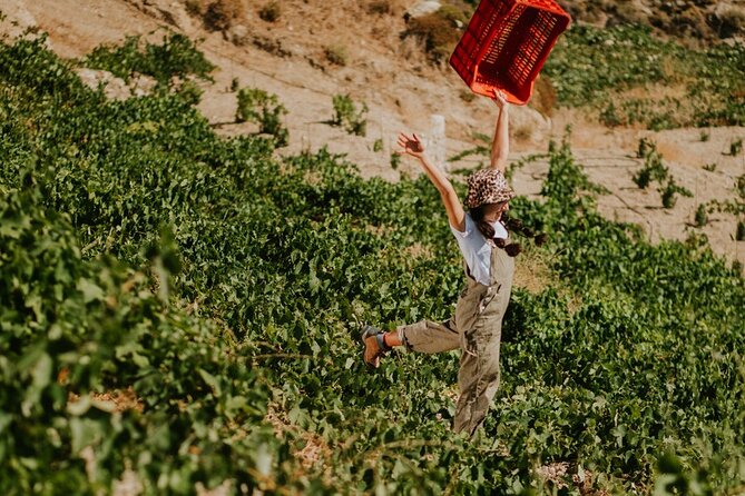 Ikaria Longevity, Family Winery & Wellness - Timing, weather, and practical planning