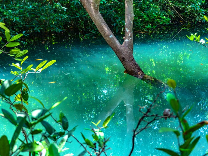 Krabi: Kayaking, Crystal Lagoon, and Fish Spa in Klong Root - Fish feeding and the foot spa