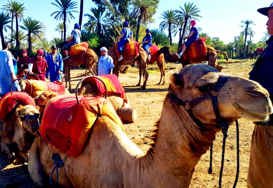 Marrakech: Half-Day Tour with Buggy Ride, Camel Ride and Spa - Should you book this Marrakech combination tour?