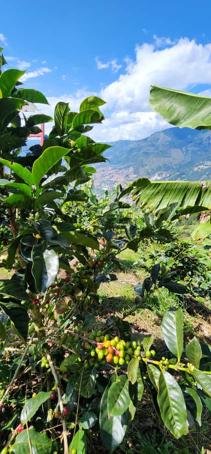 Medellin: Coffee Farm Tour & Spa with Overnight Glamping - Coffee tasting brings the process to your cup