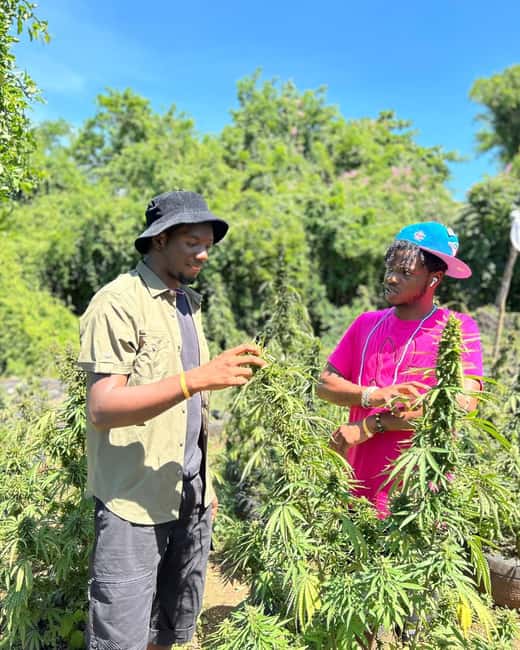 Montego Bay: Cannabis Farm, Bamboo Rafting, & Foot Massage - Is $186 a fair price?