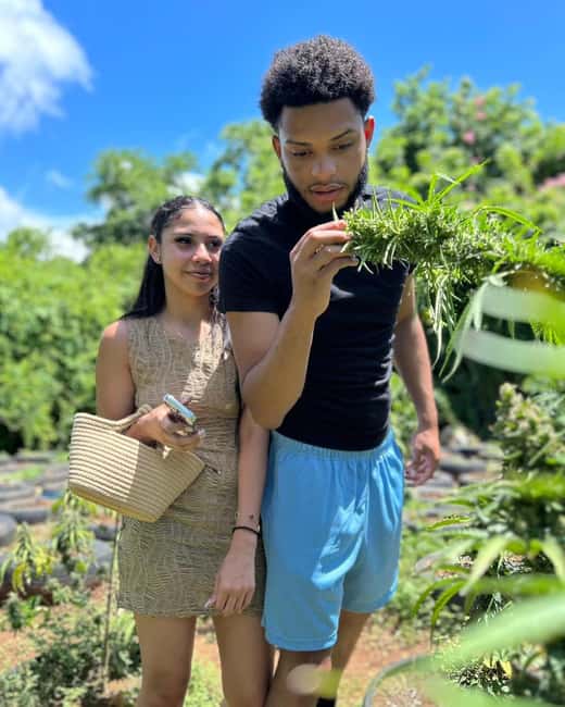 Montego Bay: Cannabis Farm, Bamboo Rafting, & Foot Massage - At the cannabis farm, culture comes first