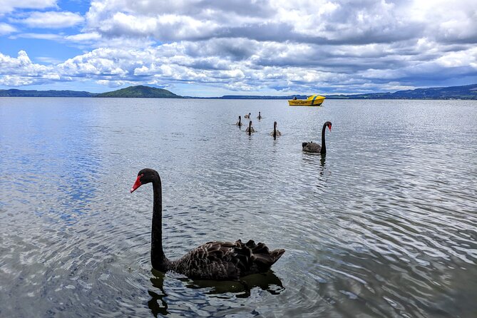 Rotorua: WaiOtapu & Redwood forest & Blues springs from Auckland - The personal service factor